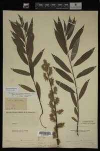 Salix sericea image