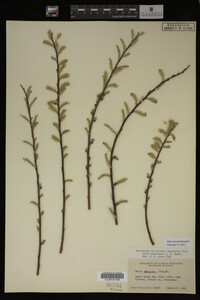 Salix sericea image