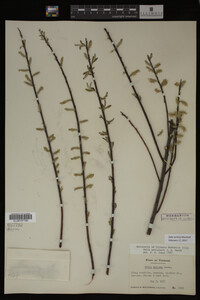 Salix sericea image