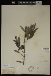 Salix sericea image
