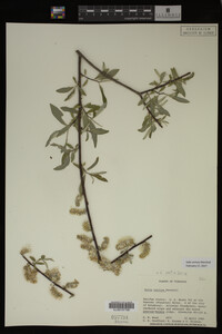 Salix sericea image