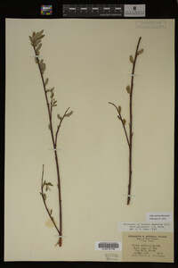 Salix sericea image