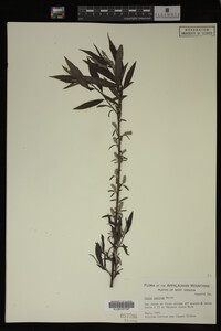 Salix sericea image