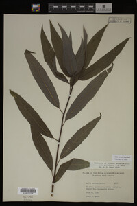 Salix sericea image