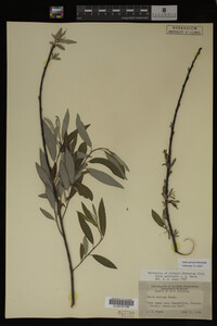 Salix sericea image