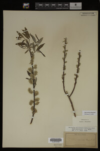 Salix sericea image