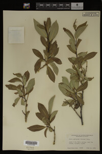 Image Associated With the Occurrence