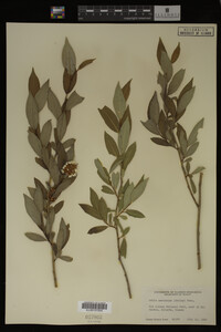 Image Associated With the Occurrence