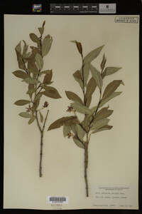 Image Associated With the Occurrence