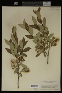 Image Associated With the Occurrence