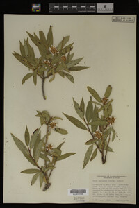 Image Associated With the Occurrence