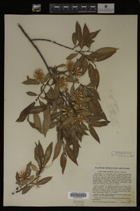 Image Associated With the Occurrence