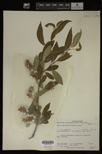 Image Associated With the Occurrence