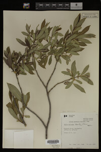 Image Associated With the Occurrence