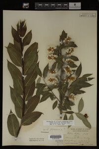 Image Associated With the Occurrence