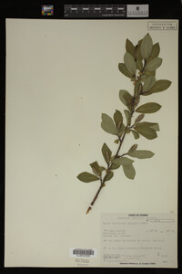 Image Associated With the Occurrence