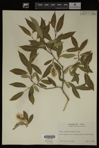 Image Associated With the Occurrence