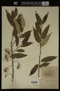 Image Associated With the Occurrence