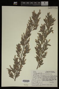 Image Associated With the Occurrence