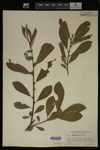 Image Associated With the Occurrence