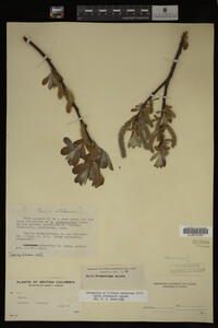 Image Associated With the Occurrence
