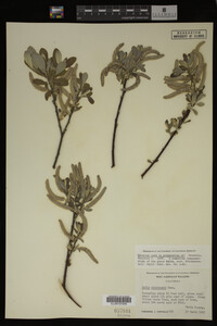 Image Associated With the Occurrence