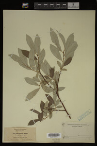 Image Associated With the Occurrence