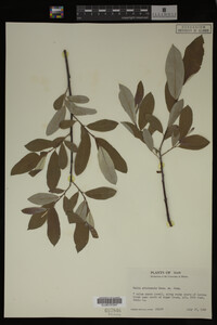 Image Associated With the Occurrence