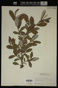 Image Associated With the Occurrence