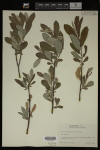 Image Associated With the Occurrence