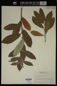 Image Associated With the Occurrence