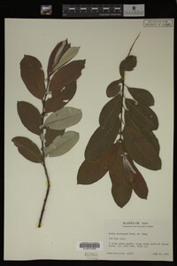Image Associated With the Occurrence