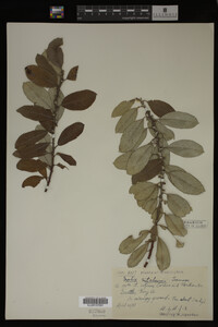 Image Associated With the Occurrence