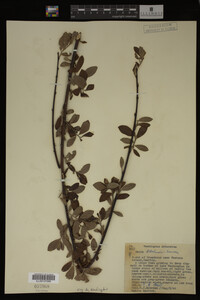 Salix sitchensis image