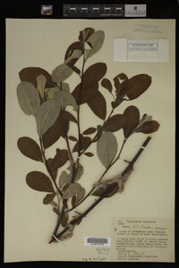 Image Associated With the Occurrence