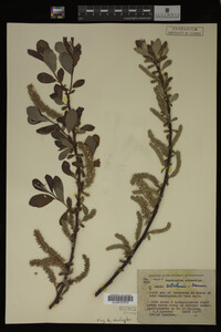 Salix sitchensis image