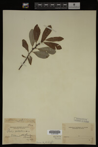 Image Associated With the Occurrence