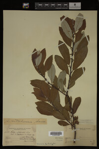 Image Associated With the Occurrence