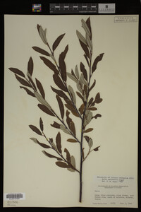 Salix drummondiana image
