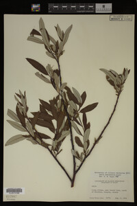 Salix drummondiana image