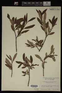 Salix drummondiana image