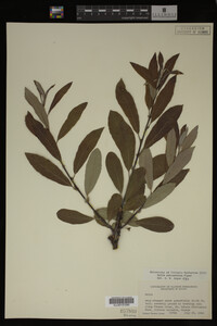 Salix drummondiana image