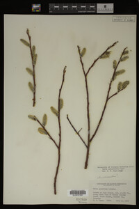 Salix drummondiana image