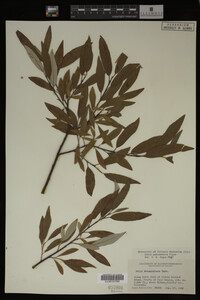 Salix drummondiana image