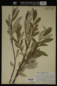 Salix drummondiana image