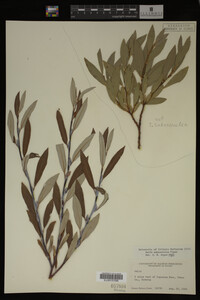 Salix drummondiana image