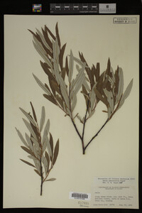Salix drummondiana image
