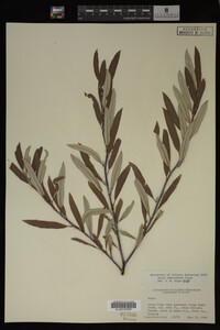 Salix drummondiana image