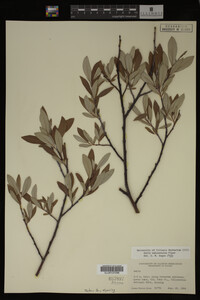 Salix drummondiana image