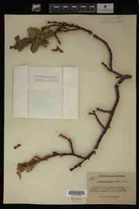 Image Associated With the Occurrence